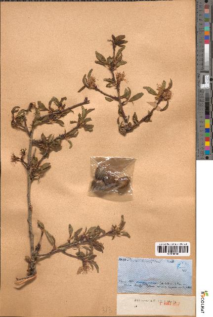 spécimen de Prunus dulcis