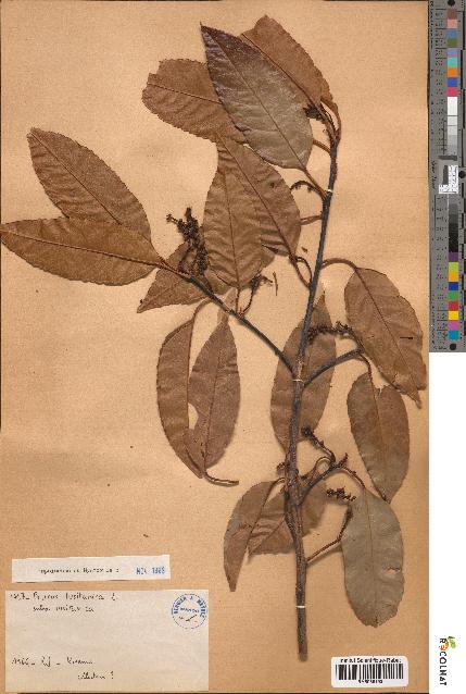spécimen de Prunus lusitanica