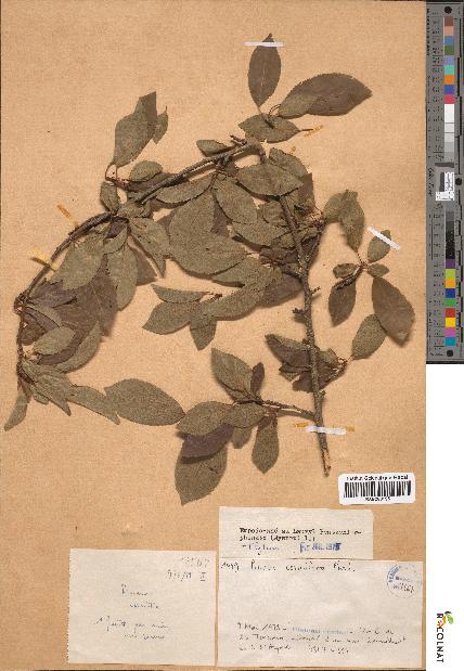spécimen de Prunus cerasifera