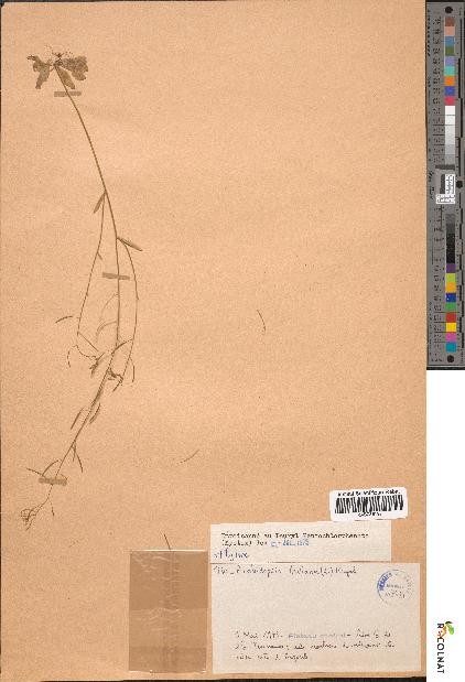 spécimen de Arabidopsis thaliana