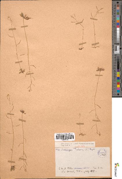 spécimen de Arabidopsis thaliana