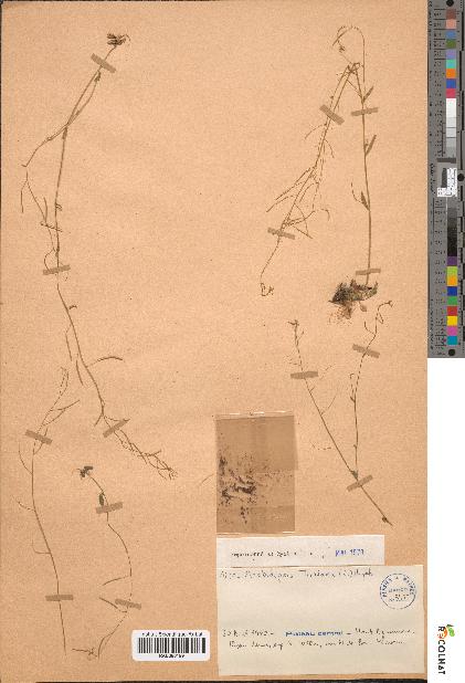 spécimen de Arabidopsis thaliana
