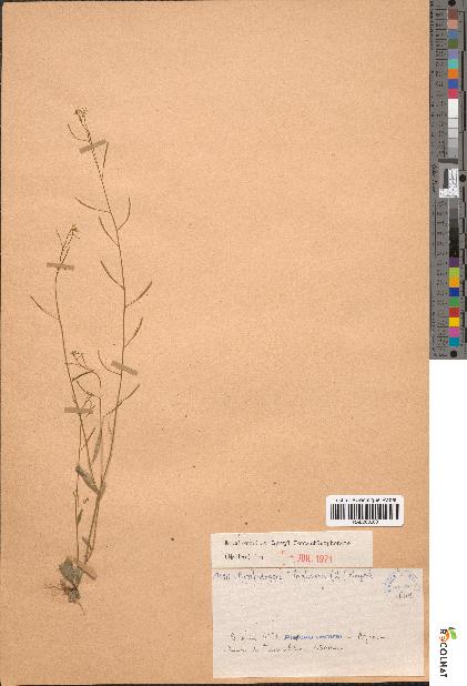 spécimen de Arabidopsis thaliana