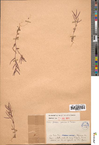 spécimen de Arabis parvula