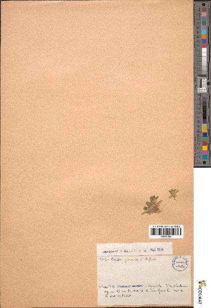 spécimen de Arabis parvula