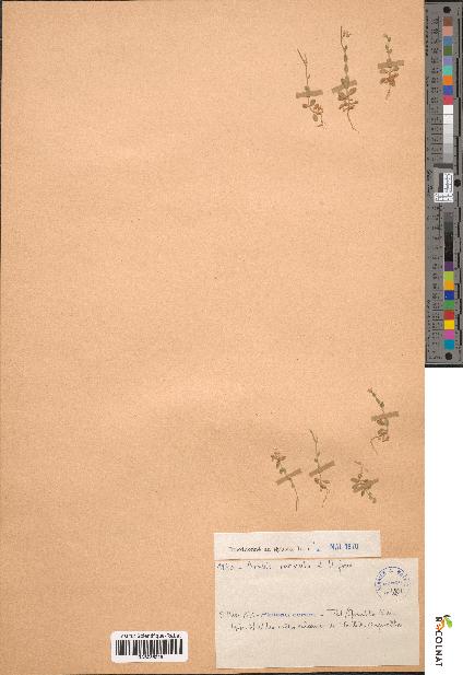 spécimen de Arabis parvula