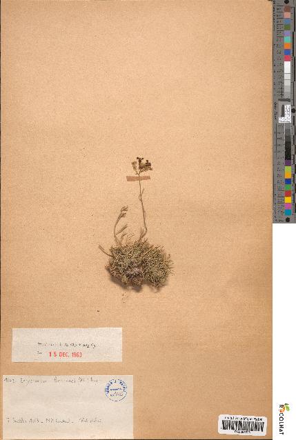 spécimen de Erysimum bocconii