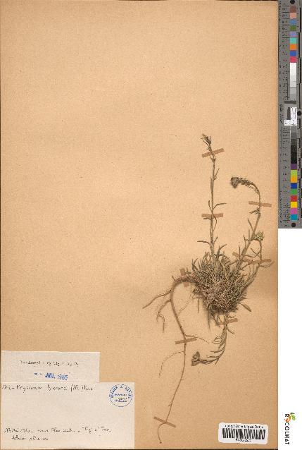 spécimen de Erysimum bocconii