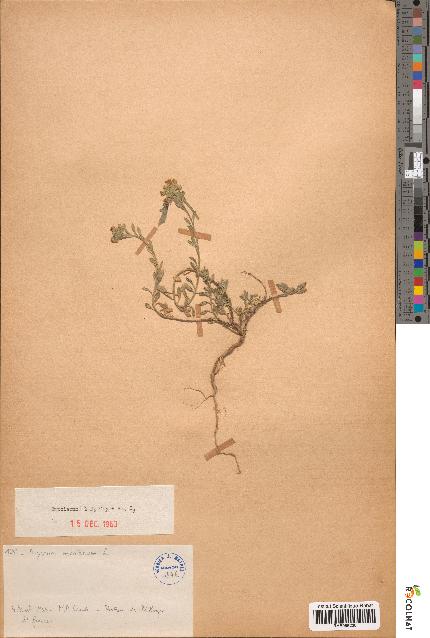 spécimen de Alyssum montanum