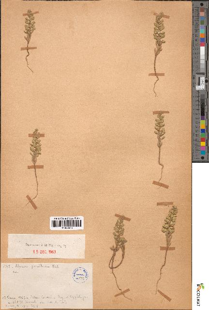 spécimen de Alyssum parviflorum
