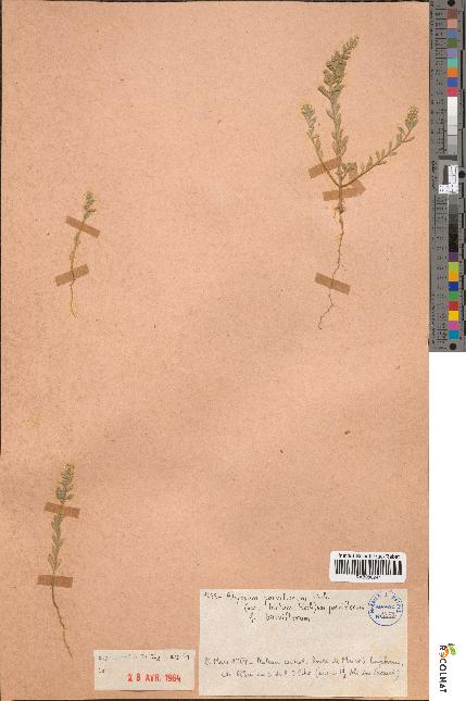 spécimen de Alyssum parviflorum