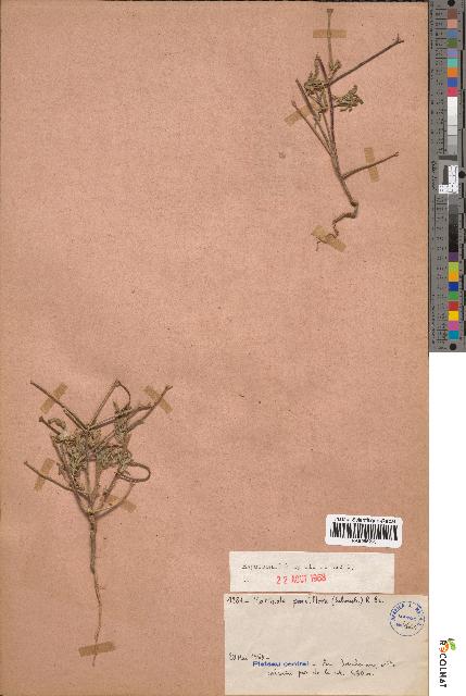 spécimen de Matthiola parviflora
