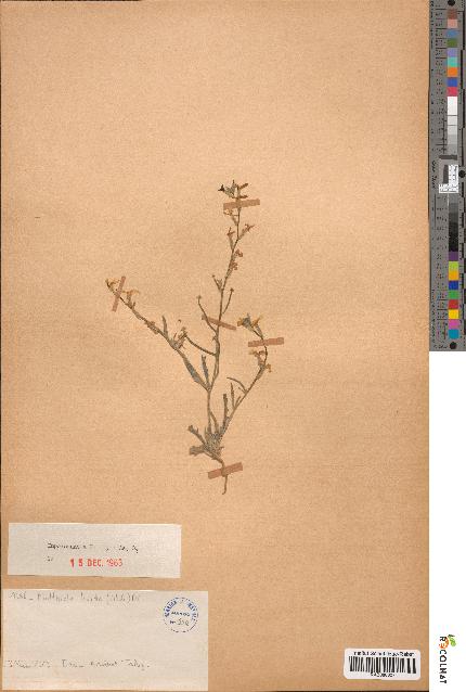 spécimen de Matthiola livida