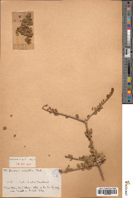 spécimen de Maerua crassifolia