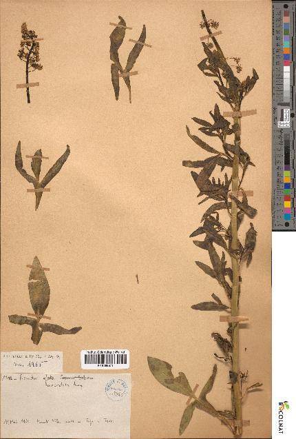 spécimen de Reseda lanceolata