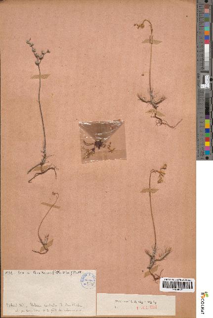 spécimen de Sedum tenuifolium
