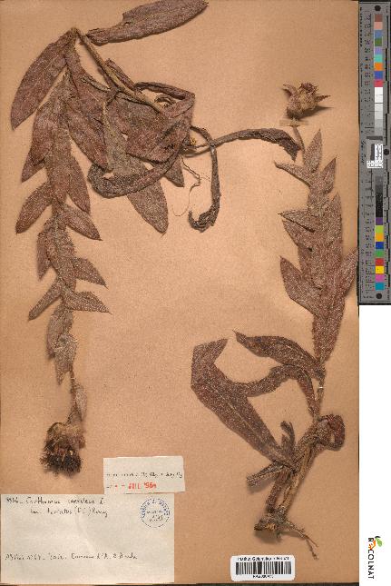 spécimen de Carthamus caeruleus