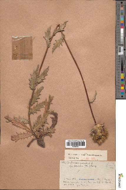 spécimen de Carthamus caeruleus