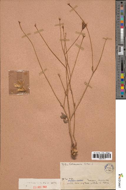 spécimen de Catananche lutea