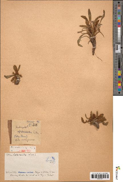 spécimen de Catananche lutea