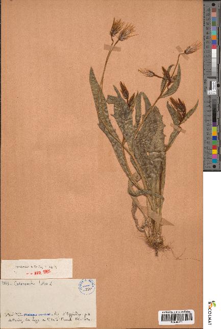 spécimen de Catananche lutea