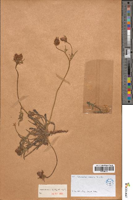 spécimen de Catananche arenaria