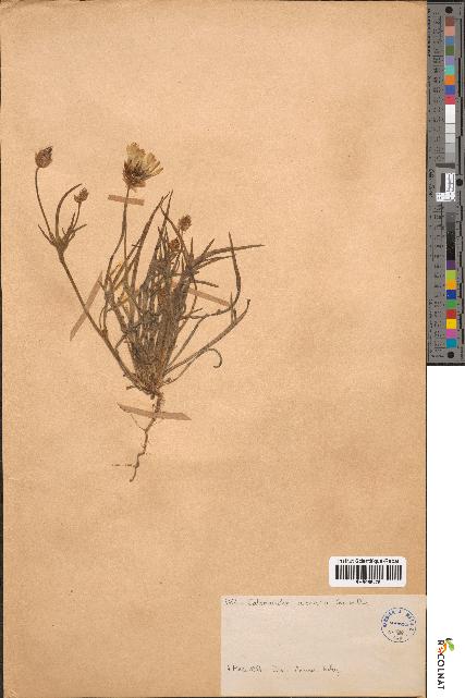 spécimen de Catananche arenaria