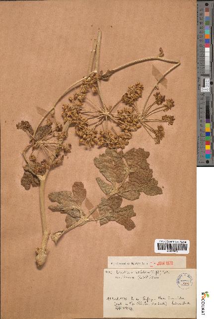 spécimen de Levisticum latifolium