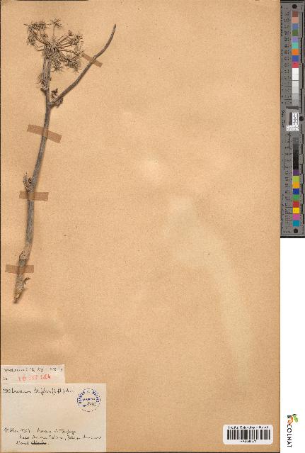 spécimen de Levisticum latifolium