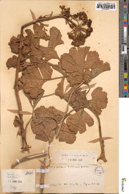spécimen de Levisticum latifolium