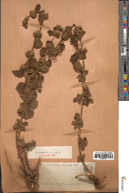 spécimen de Marrubium echinatum