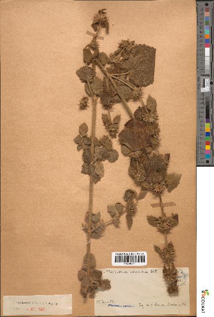 spécimen de Marrubium echinatum