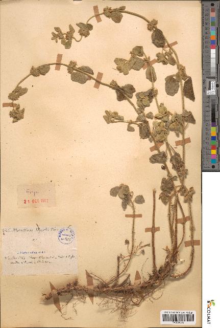 spécimen de Marrubium ayardii