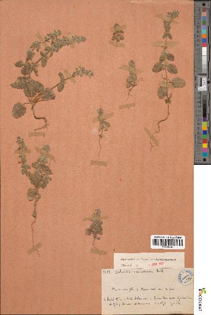 spécimen de Sideritis cossoniana