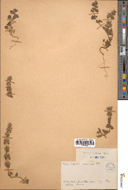 spécimen de Sideritis cossoniana