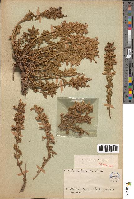 spécimen de Dracocephalum renati