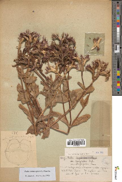 spécimen de Fedia scorpioides