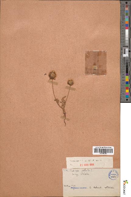 spécimen de Scabiosa stellata