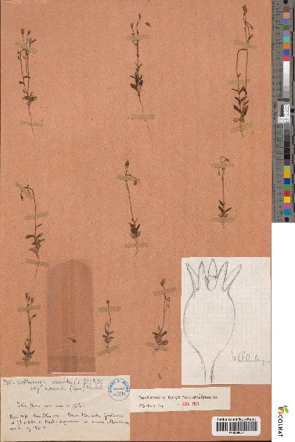 spécimen de Wahlenbergia lobelioides