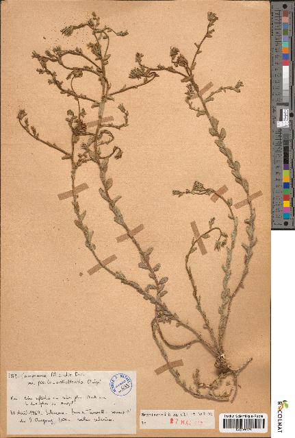 spécimen de Campanula filicaulis