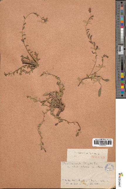 spécimen de Campanula filicaulis