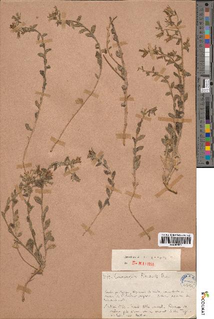 spécimen de Campanula filicaulis
