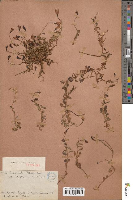 spécimen de Campanula mairei