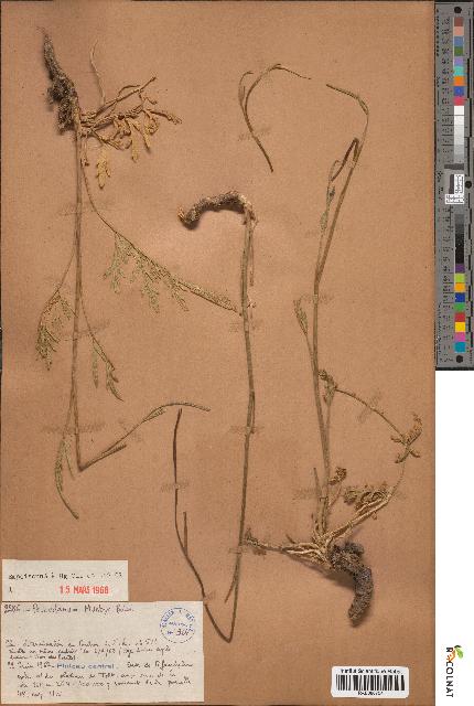 spécimen de Peucedanum munbyi