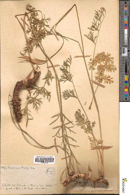 spécimen de Peucedanum munbyi