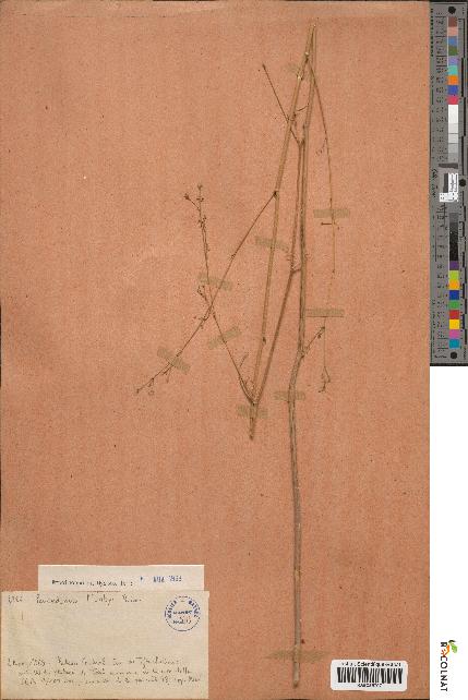 spécimen de Peucedanum munbyi