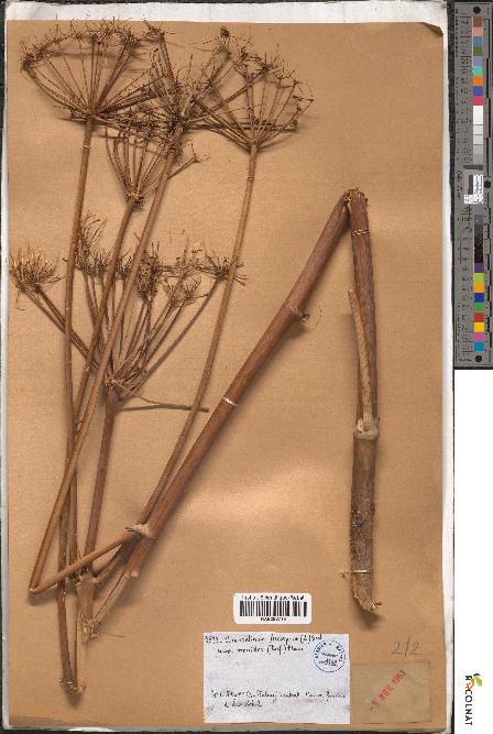 spécimen de Elaeoselinum asclepium