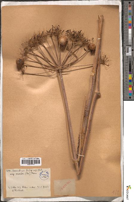 spécimen de Elaeoselinum asclepium