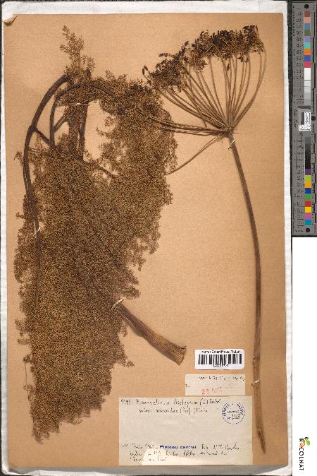 spécimen de Elaeoselinum asclepium