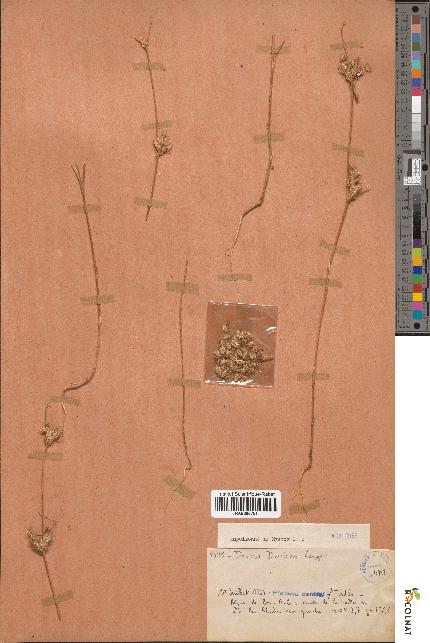 spécimen de Daucus durieua